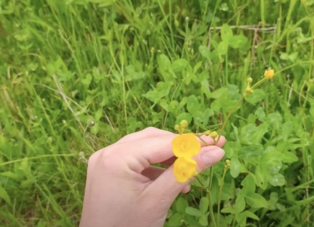 Как сделать гербарий своими руками
